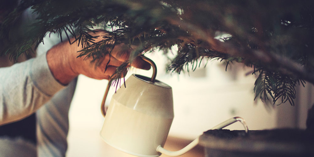 How to Eat Your Christmas Tree Reflections Magazine Bellevue Club